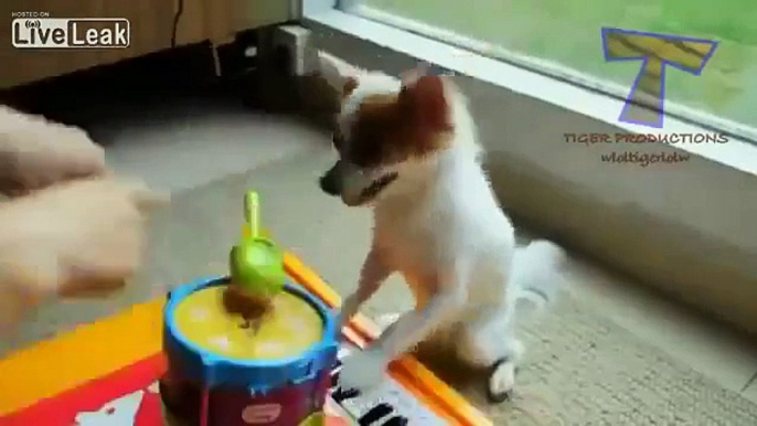 Compilation Funny Youtube Instruments Play And 2014 Animal Video !! Can Cute Animals !!