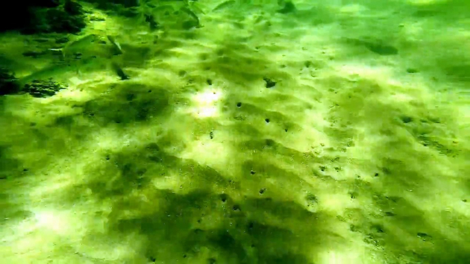 Snorkeling in O'hau Hawaii