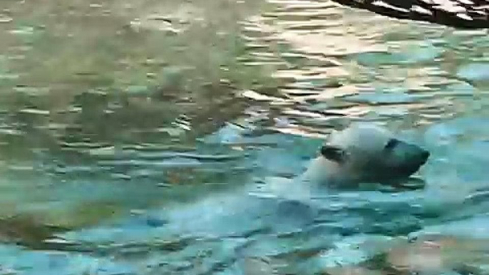 Polar Bear cub: Milak swimming and playing in Aalborg Zoo