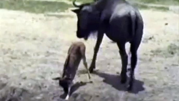 Nkorho gnu newborn