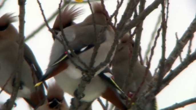 キレンジャク Bohemian Waxwing