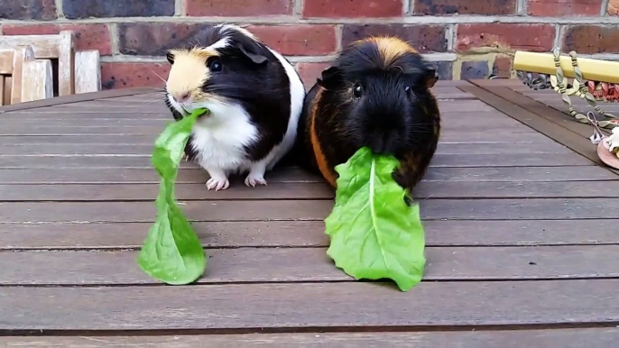 Guinea Pigs having Dandelion Leaf Race!