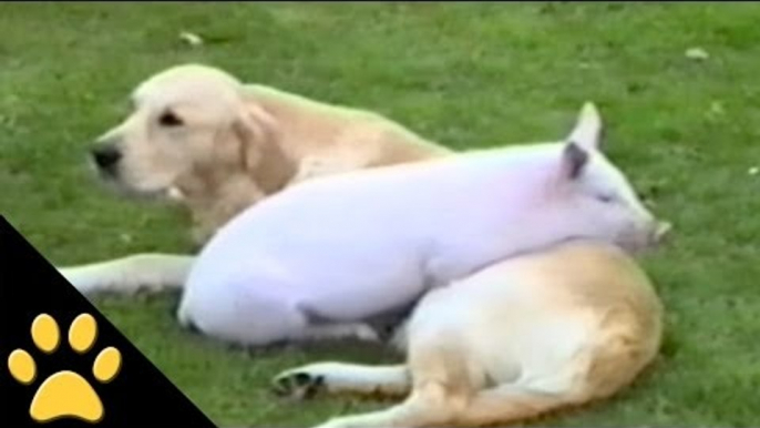 Cute Animals Cuddling With Each Other: Compilation