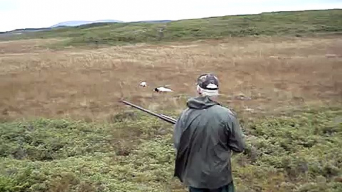 ptarmigan hunting in newfoundland  ( partridge hunting )