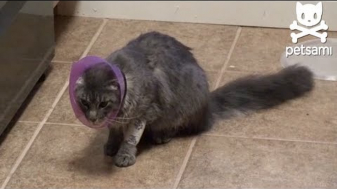 Kitty wearing a elizabethan collar gets a tuna can stuck in her face