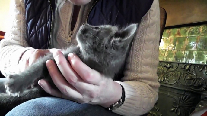 Foster Kittens' Vlog #5 - The Kittens Get A Visitor