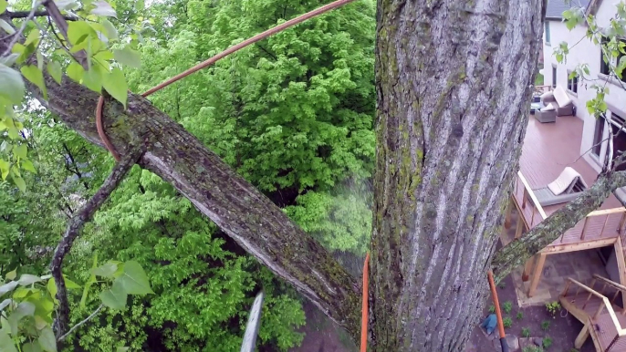 Climbing and cutting down a 70 foot Cotton Wood tree. Epic!