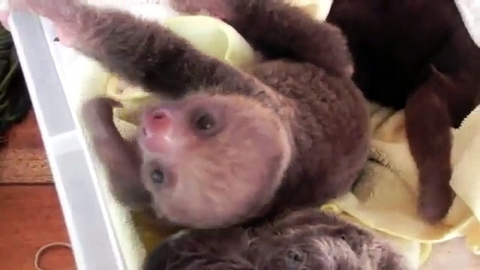A pair of cute young sloths in a basket
