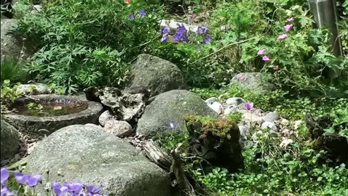 Vroege Vogels - Waterspitsmuis