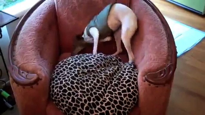 Italian Greyhound dog goes crazy!  + music by Backnbloom