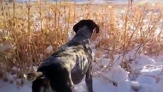 German Shorthair Pointer "Cabela" Colorado Snowy Pheasant Hunt