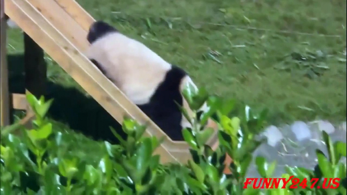 Giant Panda Twins Birth ☆ Animals Giving Birth