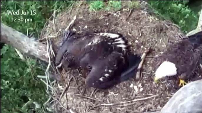 Dad Delivers Headless Fish - Fledgling Claims It - July 15 2015 - NCTC Eagles