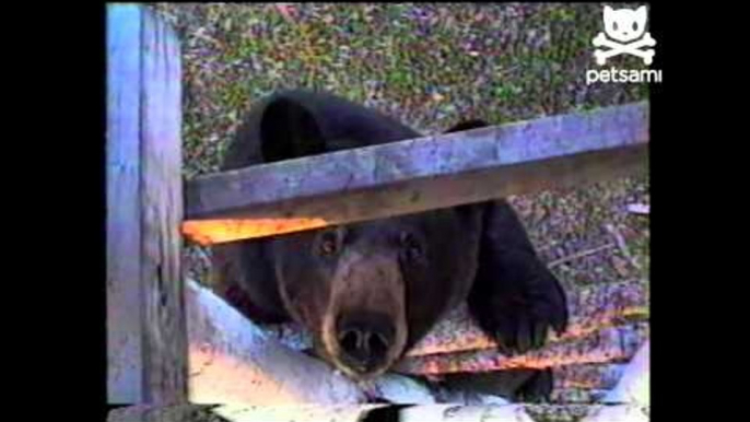 Gigantic grizzly attacks guy in tree