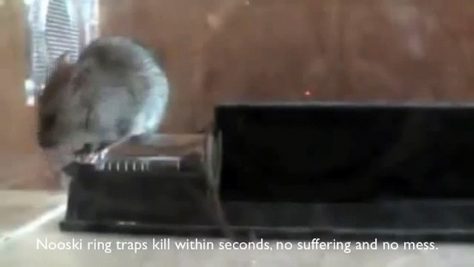 Nooski, an Innovative Rodent Trap