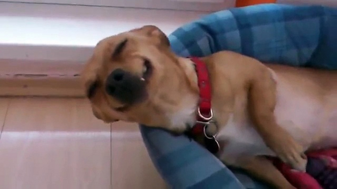 Funny smiling dog - Our PUNTA from Slovakia :)