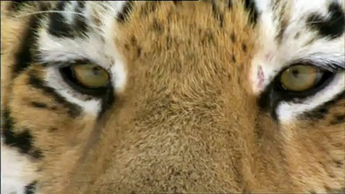 Amba the Russian Tiger Teaser