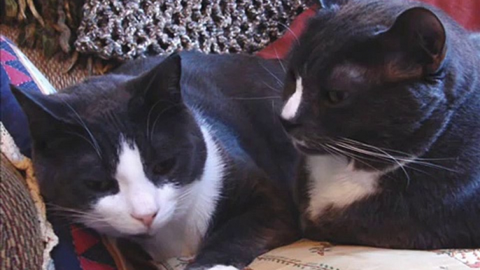 French Bulldog Emmitt vs.Grandma's Kitties