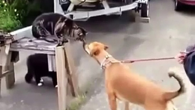 New 2015 - Dog and Cat Fight - Funny Videos Dogs and Cat 2015 - Hot