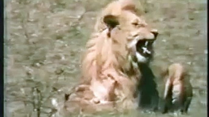 Lion killing cubs