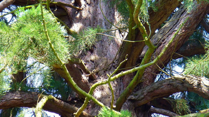 Mammutbaum Nidda am Forsthaus Glaubzahl