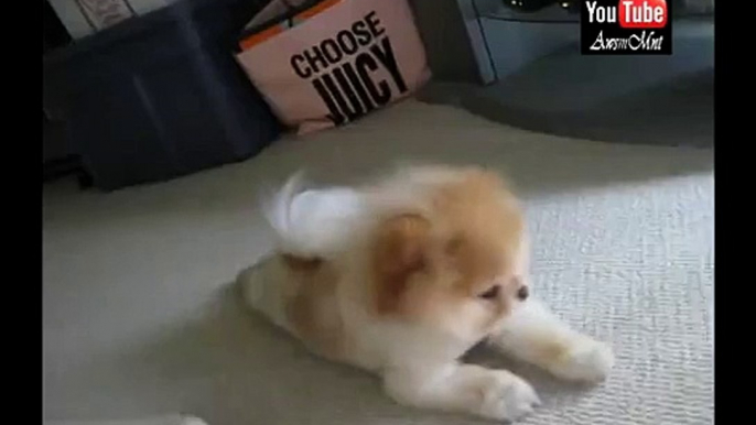 Boo Crawling - The World's Cutest Dog #5