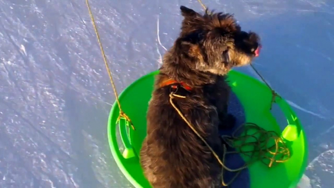 Hund på is   Dog on ice