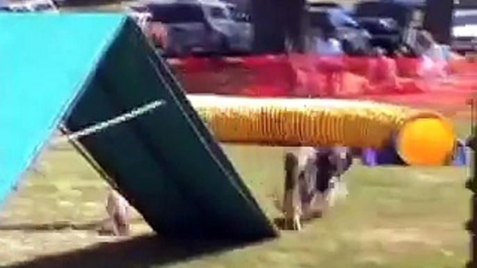 A Border Collie Running in a NADAC/MudPACK Agility Trial