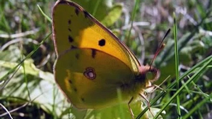 Las Mariposas de Asturias - Fauna y Flora de Asturias