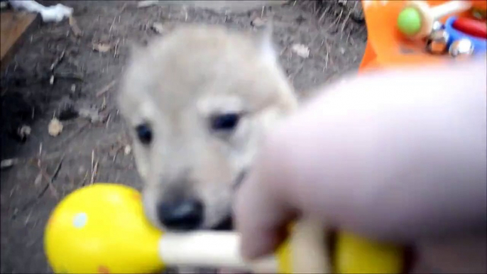 Chiots Chien Loup Tchécoslovaque de l'élevage Gaia Vlka