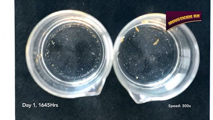 Malaria, Dengue Solution - MOUSTICIDE RH - Aedes Aegypti Larvae Demo