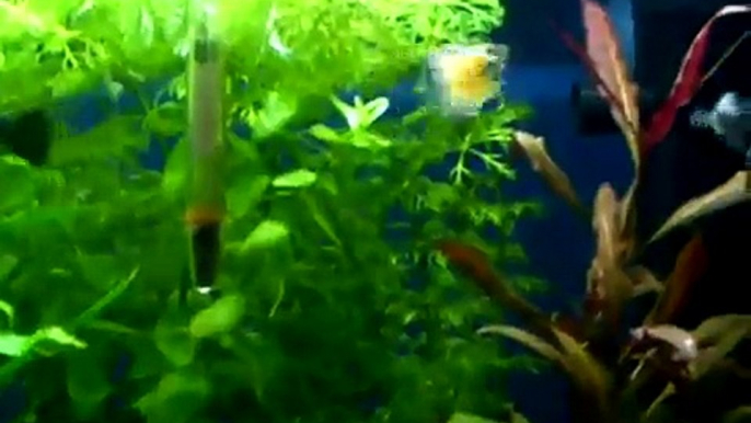 Tropical Fish Tank 54L with Guppies, Platies, Neon Tetras, Corydoras and Live Plants