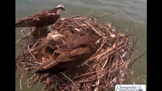 06/30/15 13:14 Tom deliver a headless fish lunch and feeds the chicks now