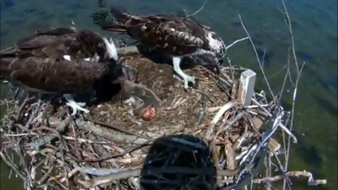 06/22/15 16:25 Tom deliver a headless fish and Audrey start feeding
