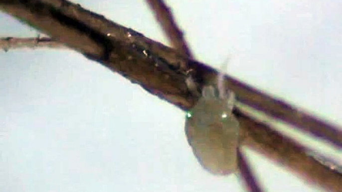 morgellons parasite replicates mite