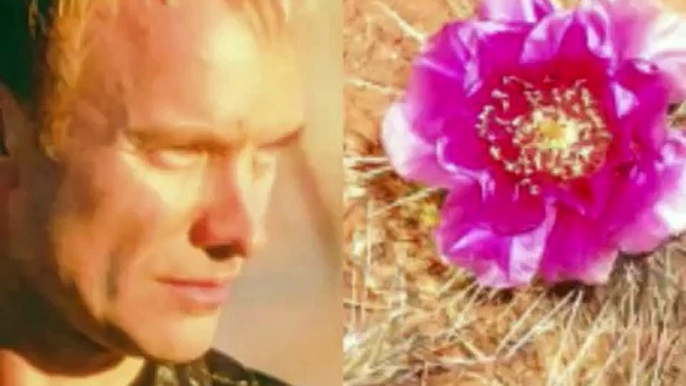 Sting feat. Cheb Mami - Desert Rose ..آهنگ زیبا