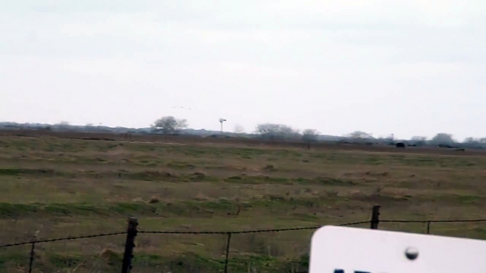 thousands of migrating snow geese and sandhill cranes in flight (HD)