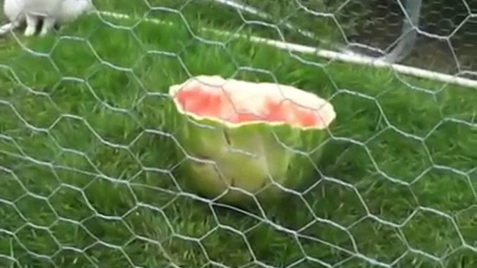 Bunnies in watermelon