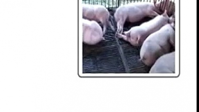 Usapang Baboy - Market Pig module Part 06: Paghahanda ng Kulungan