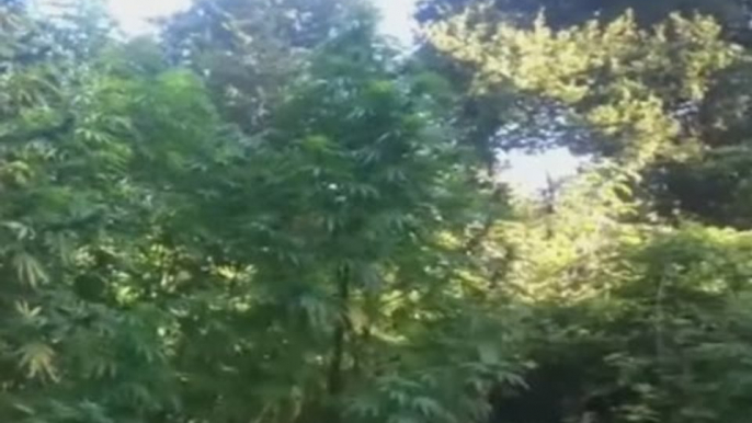 Roma - Scoperta piantagione di marijuana al Parco di Veio (10.09.15)