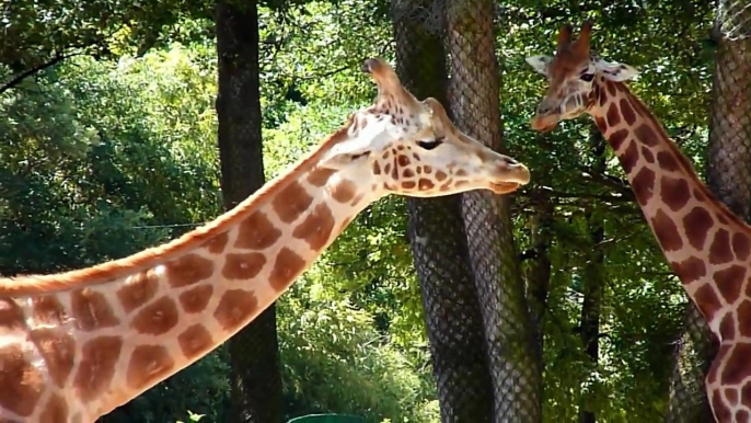 Safari de Peaugres (Ardèche)