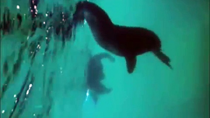 swim with sea lions