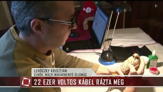 22 ezer volt rázta meg a vörös vércsét TV2 TÉNYEK 2015.01.13.