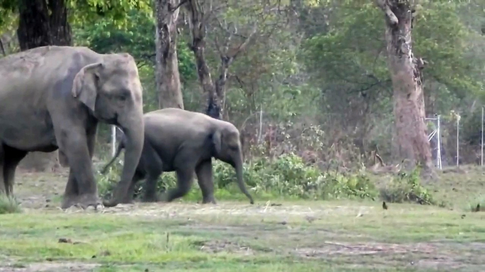 Baby elephant chasing birds