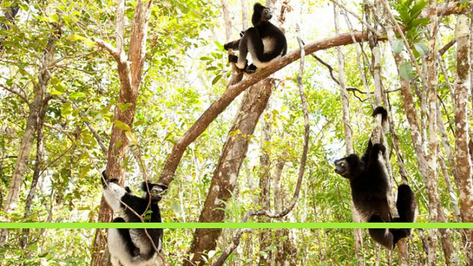 Island of Lemurs: Madagascar  2014  Full Movie HD Streaming