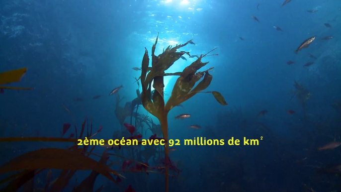 Plongez dans la #BiodiversiteMarine - [video 1 - Iroise]