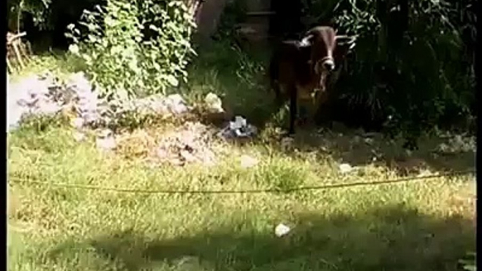 Funny Cow Video