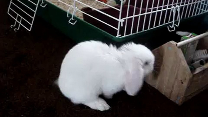 Bunny Grooming