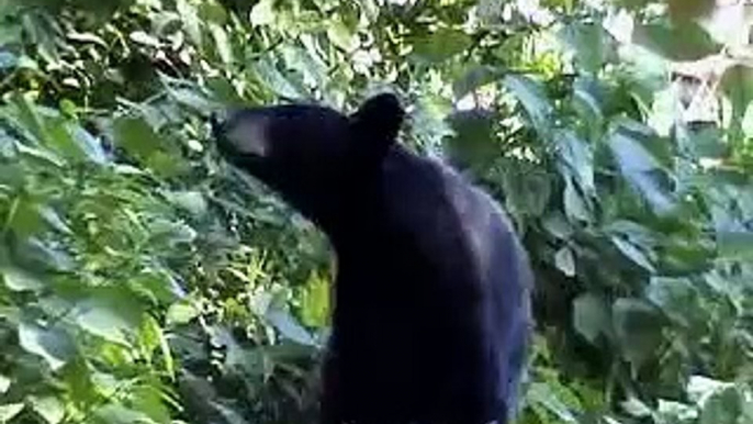 Bear In My Yard (Part 1 of 3)