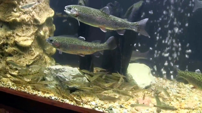 poissons d'eau douce